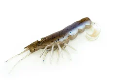 TackleWest Soft Plastic Lures|Flies><noscript><img width=