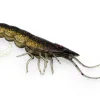 TackleWest Soft Plastic Lures|Flies>Chasebaits Curly Prawn 60