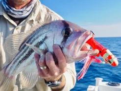 TackleWest Soft Plastic Lures|Flies><noscript><img width=