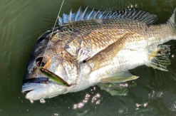 Pro Lure Stickbaits|Flies><noscript><img width=