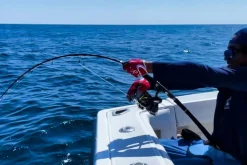 Zenaq Flies|Offshore Rods><noscript><img width=